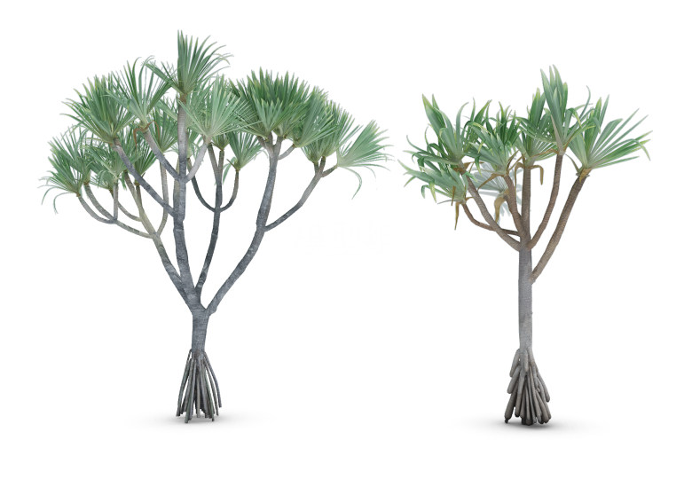 H07-0727热带植物树