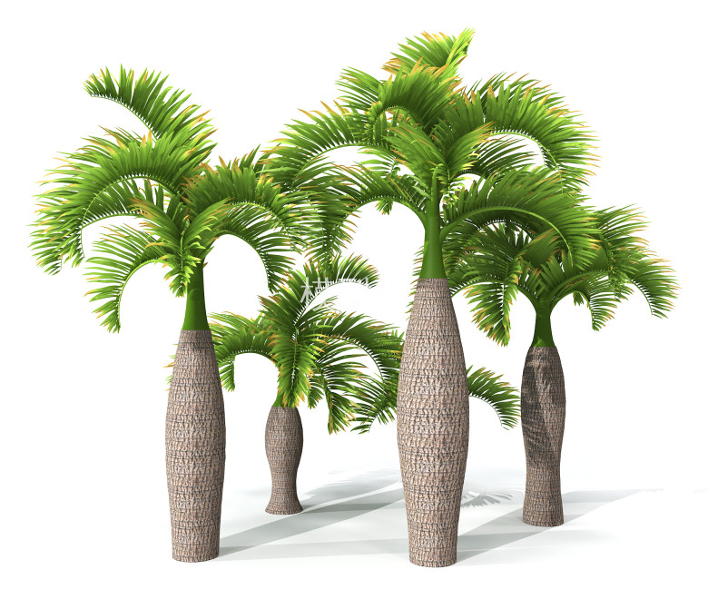 H64-0726景观树椰子树3dmax模型下载