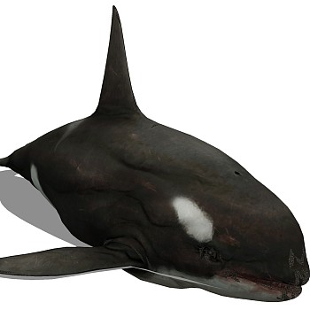 海洋动物鲨鱼su草图模型下载 (4)