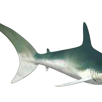 海洋动物鲨鱼su草图模型下载 (1)