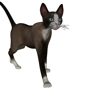 动物宠物猫su草图模型下载 (4)