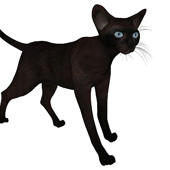 动物宠物猫su草图模型下载 (3)