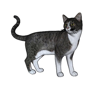 动物宠物猫su草图模型下载 (1)