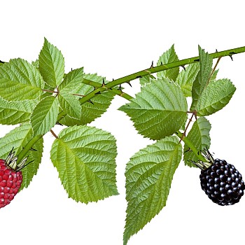 水果 树莓
