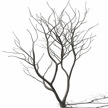 03-枯树干枝树枝