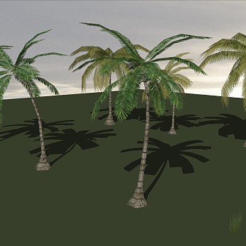 景观植物棕榈科植物热带植物椰子树 1 (34)
