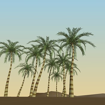 景观植物棕榈科植物热带植物椰子树 1 (35)
