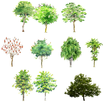 65-景观手绘风格植物树