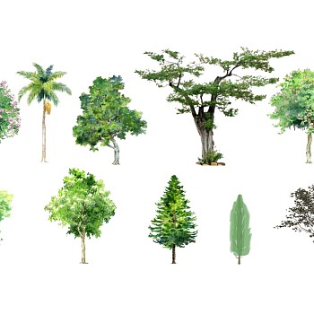 55-景观手绘风格植物树