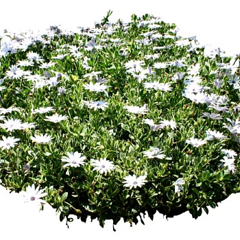 室外园林景观植物花草花卉灌木单面二维模型2dsketchup草图模型 (10)