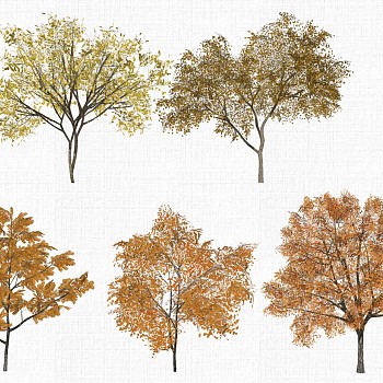 园林景观植物秋天树su草图模型下载 (5)1