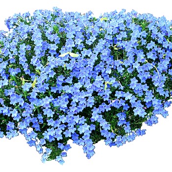 室外园林景观植物花草花卉灌木单面二维模型2dsketchup草图模型 (21)