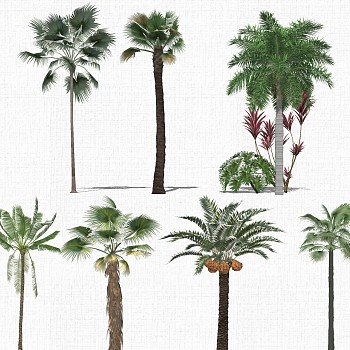 室外景观植物树椰子树su草图模型下载 (1)1