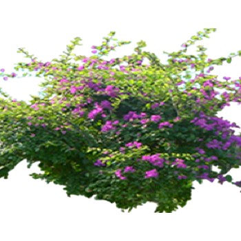室外园林景观植物花草花卉灌木单面二维模型2dsketchup草图模型 (73)