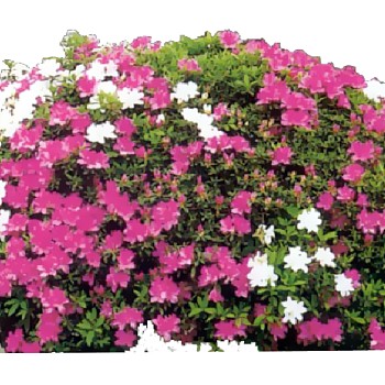 室外园林景观植物花草花卉灌木单面二维模型2dsketchup草图模型 (65)