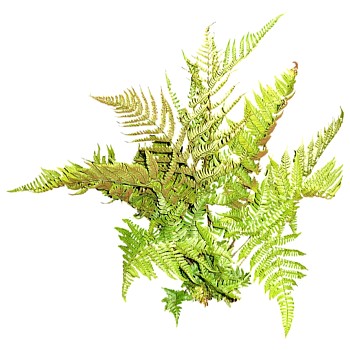 室外园林景观植物花草花卉灌木单面二维模型2dsketchup草图模型 (52)