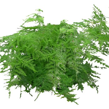 室外园林景观植物花草花卉灌木单面二维模型2dsketchup草图模型 (43)