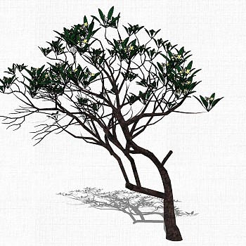景观植物树su草图模型下载1