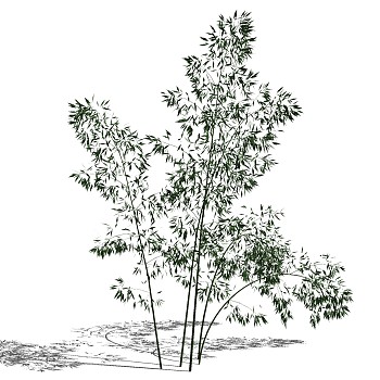 景观竹子植物模型sketchup草图模型下载 (6)