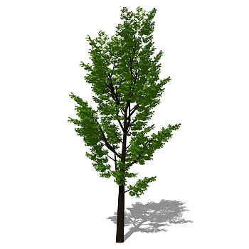 室外园林景观植物3d景观树sketchup草图模型下载 (32)