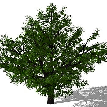 室外园林景观植物3d景观树sketchup草图模型下载 (26)