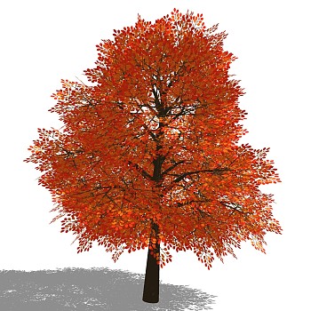 室外园林景观植物3d景观树sketchup草图模型下载 (22)