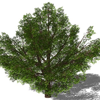 室外园林景观植物3d景观树sketchup草图模型下载 (20)