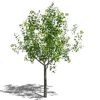 室外园林景观植物3d景观树sketchup草图模型下载 (18)