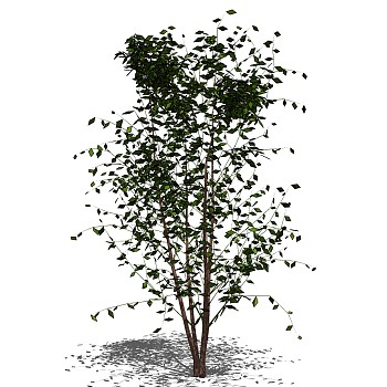 室外园林景观植物3d景观树sketchup草图模型下载 (6)