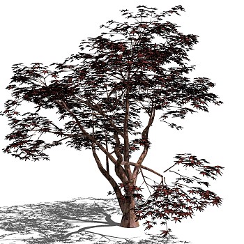 室外园林景观植物3d景观树sketchup草图模型下载 (5)
