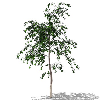 室外园林景观植物3d景观树sketchup草图模型下载 (2)