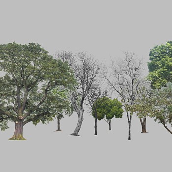 室外园林景观植物2d景观树sketchup草图模型下载 (4)