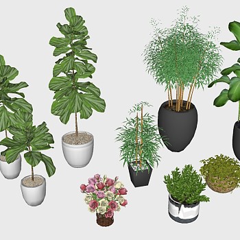 11-室内植物绿植盆栽花盆