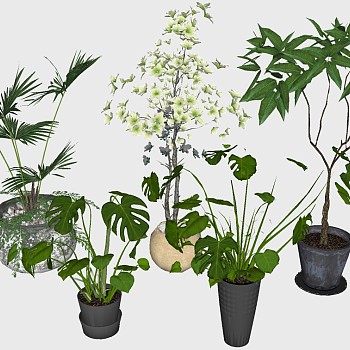 12-室内植物绿植盆栽花盆