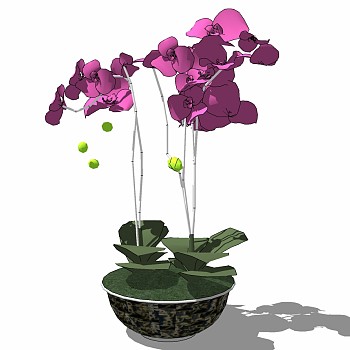 现代植物花瓶插花蝴蝶兰 sketchup草图模型下载  (2)