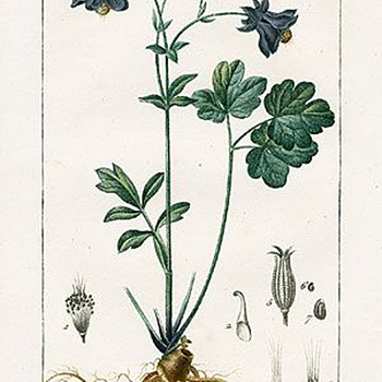 欧式田园地中海植物画 (55)