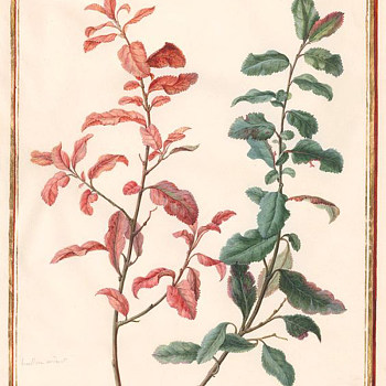 欧式田园地中海植物画 (25)
