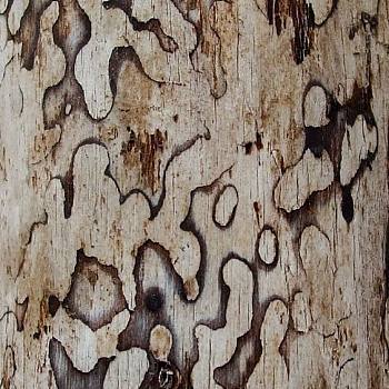 树皮材质贴图 (5)