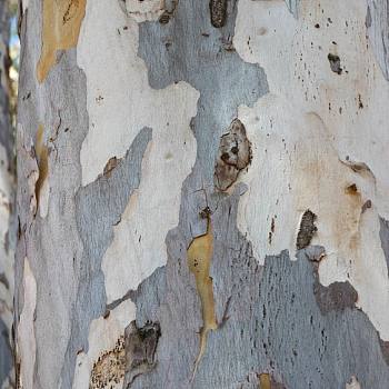 白桦树树皮材质贴图 (126)