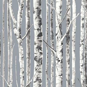 白桦树树皮材质贴图 (115)