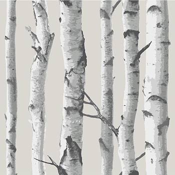 白桦树树皮材质贴图 (121)