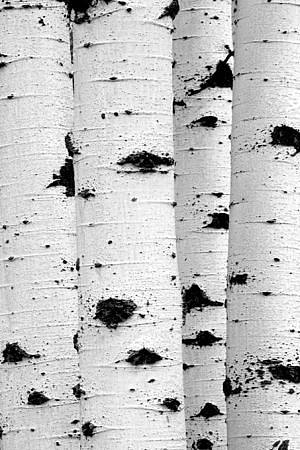 白桦树树皮材质贴图 (124)