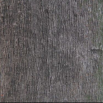 树皮材质贴图 (115)