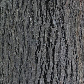 树皮材质贴图 (98)