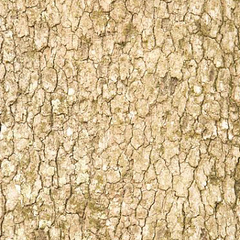 树皮材质贴图 (119)