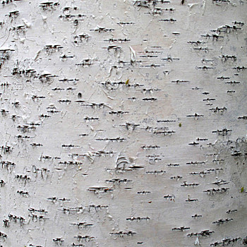 白桦树树皮材质贴图 (120)