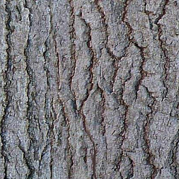 树皮材质贴图 (133)