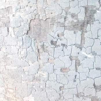 白桦树树皮材质贴图 (129)