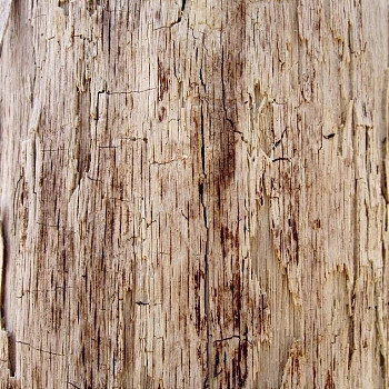 树皮材质贴图 (126)