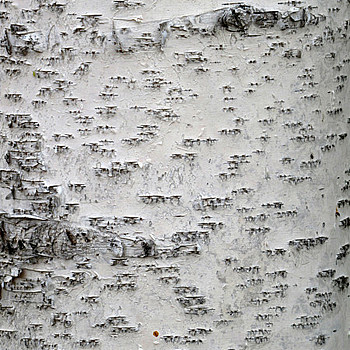 白桦树树皮材质贴图 (119)